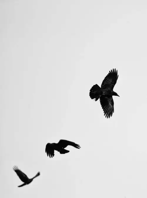 飞翔的鸦 动物 黑白 动物 乌鸦