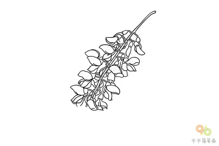 国槐简笔画教程_花朵简笔画