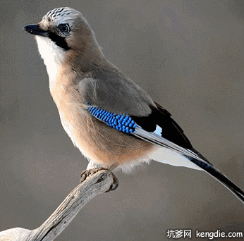 漂亮的小鸟站在树枝上gif动态图片-动态图片吧 – 坑爹网手机版