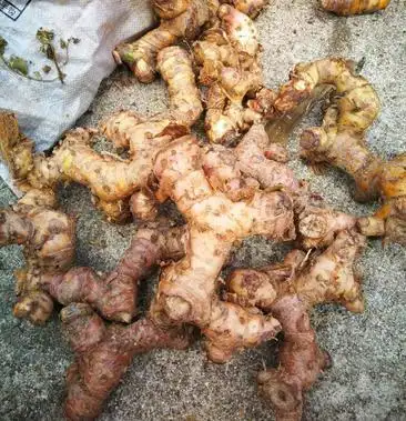 [山姜批发]野生山姜价格2.00元/斤 - 一亩田