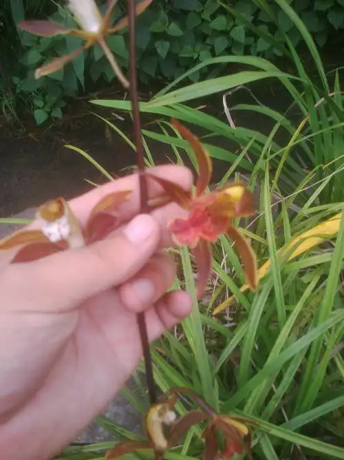 麻烦大家帮我看看我的变异兰花