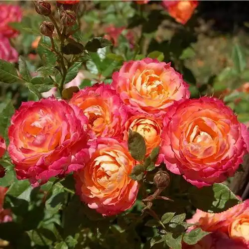 欧月意大利布里奥萨briosa藤本月季花苗绿植大