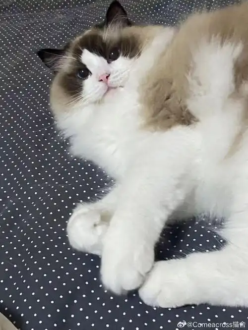 喵星人##猫##每日萌宠打卡##大连布偶猫舍##大连布偶猫舍##布偶猫照