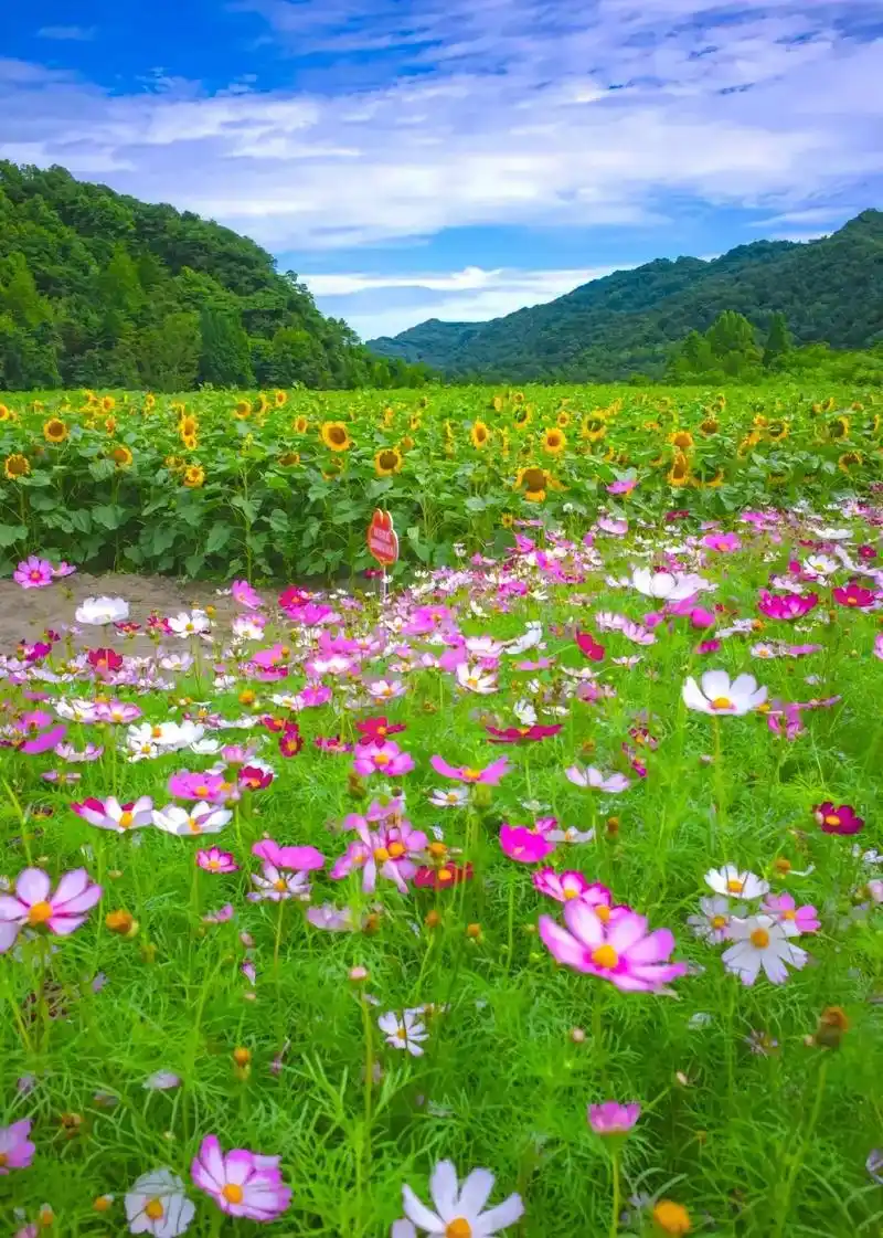美丽的格桑花 #向阳花一路盛开 彭州思 文场位于彭州山谷之中