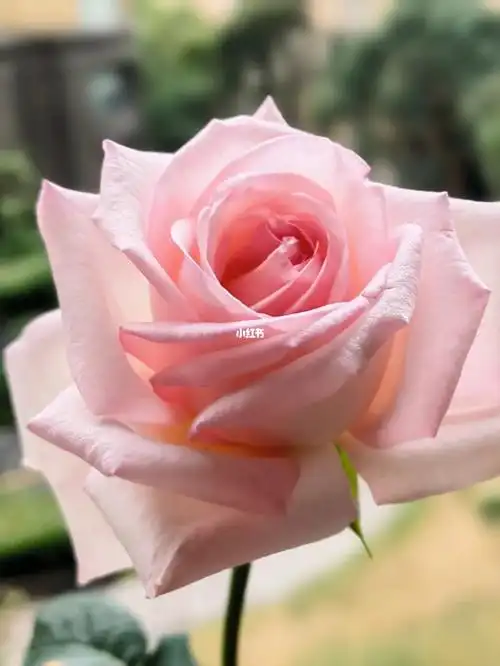 月季粉荔枝粉哈娜