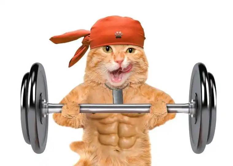 白色背景前健身猫拿着哑铃