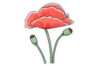 罂粟花怎么画_简笔画图片大全