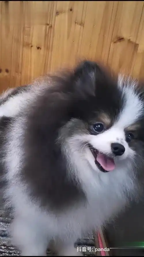 我的颜值狗花博美 萌宠-萌宠视频-搜狐视频