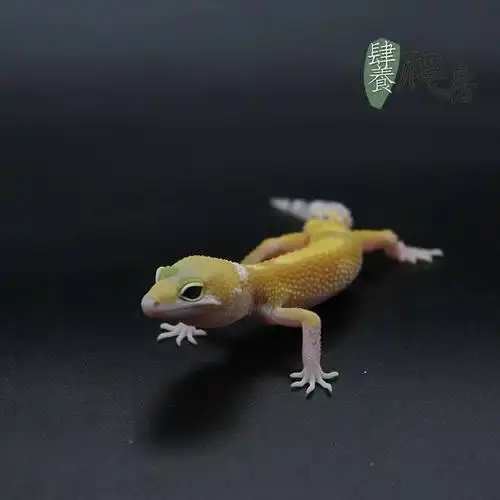 板车 本期推荐物种,豹纹守宫 暖色系 橘子 橘白 蛙风吹过以后还是来