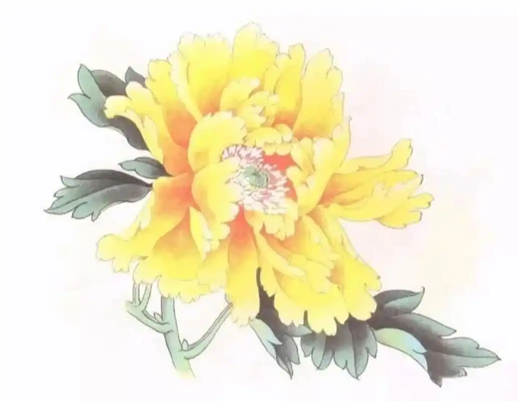 工笔画步骤分享(黄牡丹的画法) 工笔牡丹花头着色步骤(黄色) 1.