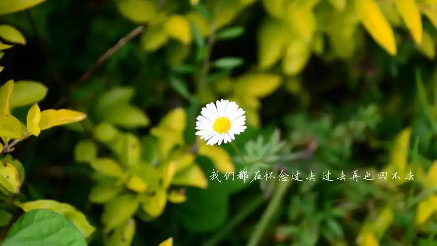 壁纸封面图文字 唯美 花卉 雏菊 文字控壁纸壁纸于2020-06-16上传元气