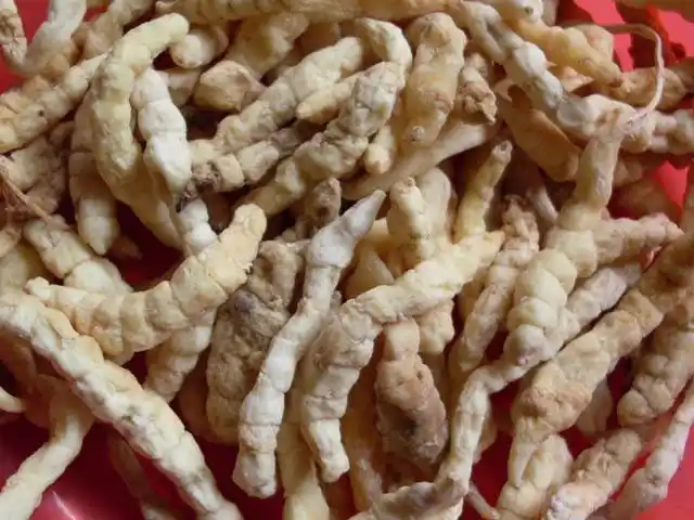 白虫草的功效和作用及药用价值