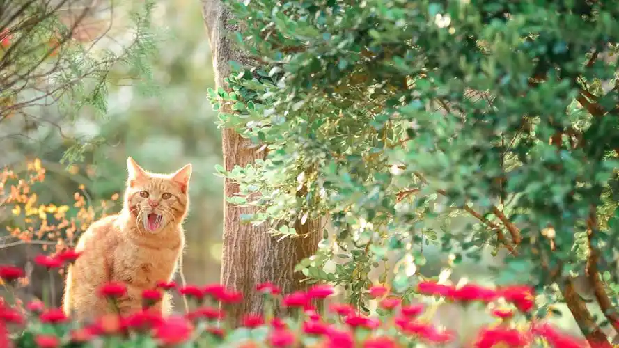 丛林中的橘猫,动物-回车桌面