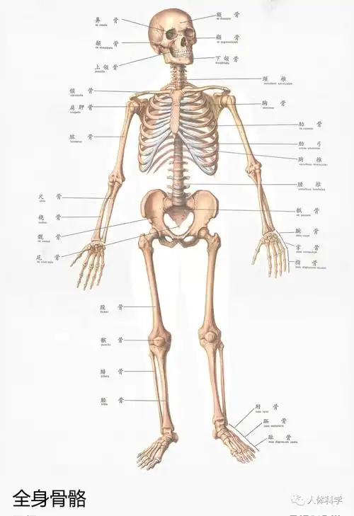 人体骨骼解剖图谱