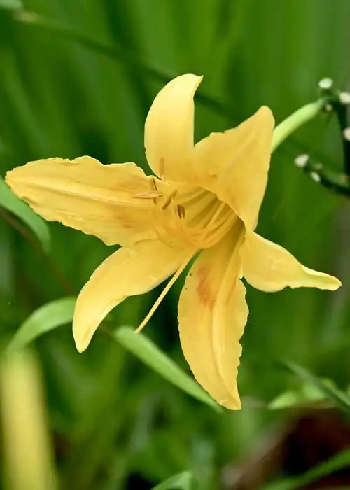 萱草花原产於中国 西伯利亚及东南亚等 为中国传统的