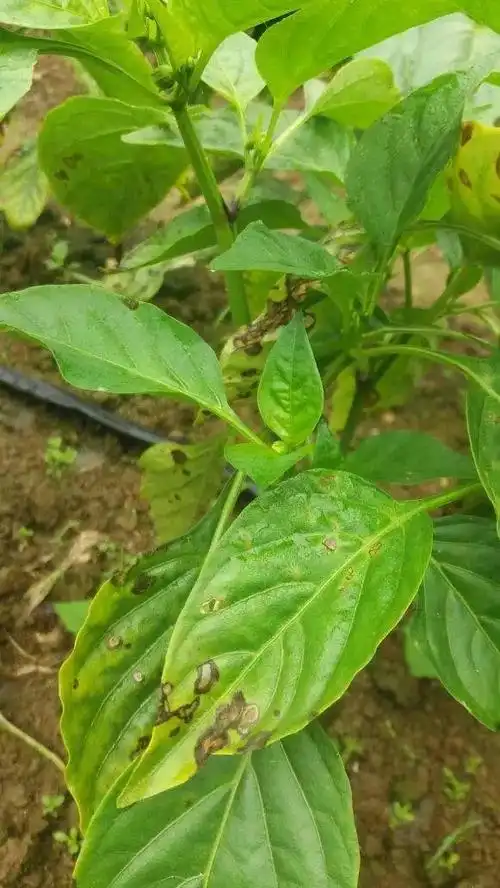 动态辣椒病害收集看看您的辣椒是那种情况意赛格生物土壤的小助理