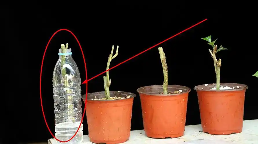 茶花应该怎么扦插