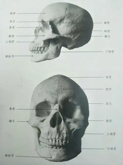 首先我们要了解一下最基本的头骨结构