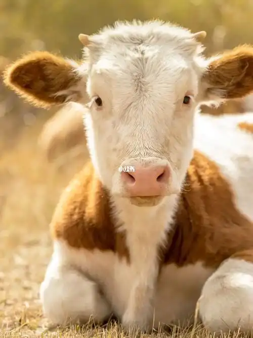 喜欢可爱的小萌牛吗