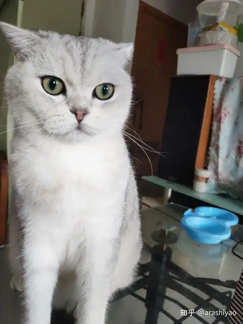 银渐层有多丑? - 知乎