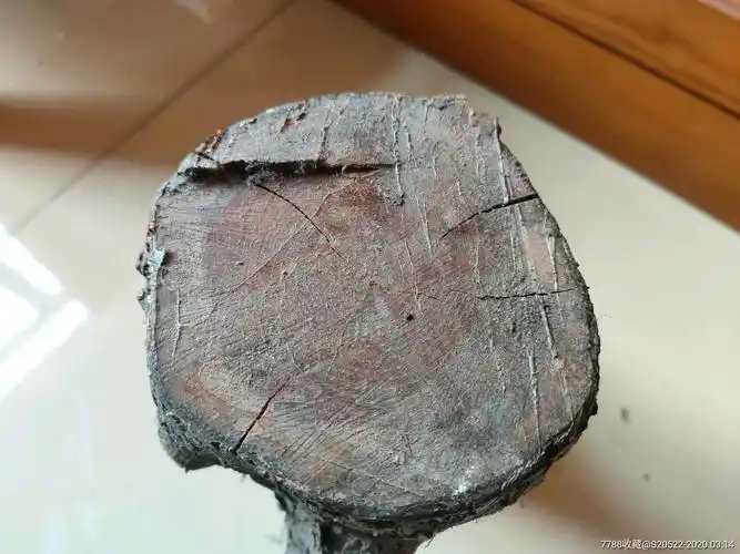 北方柘木料一段