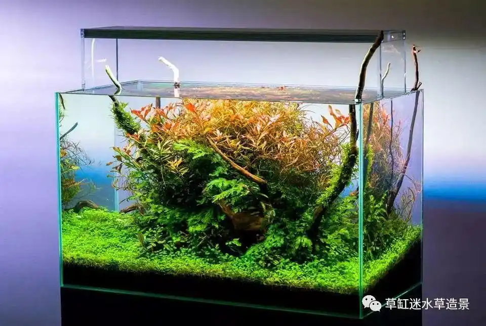 强势欣赏一些60cm草缸