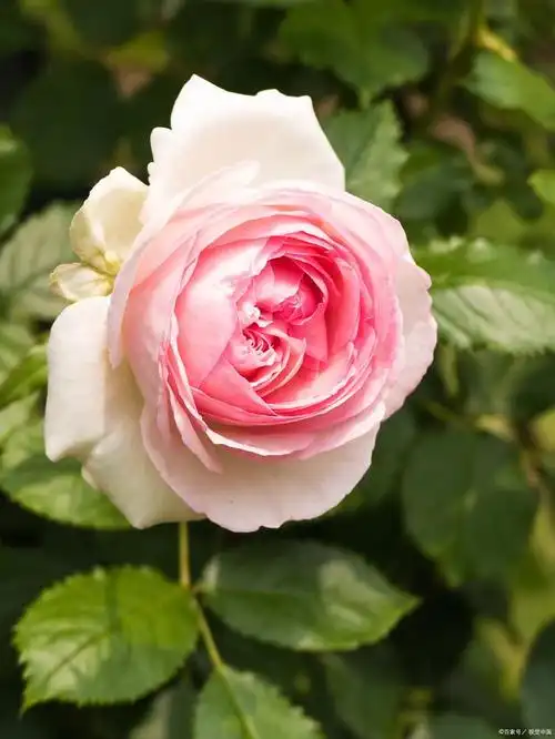 家居花卉 粉色龙沙宝石月季优缺点