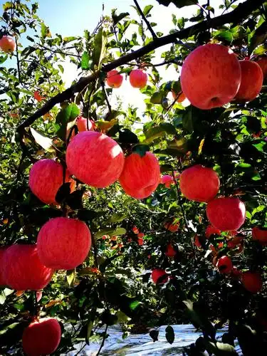 金秋十月果实累累