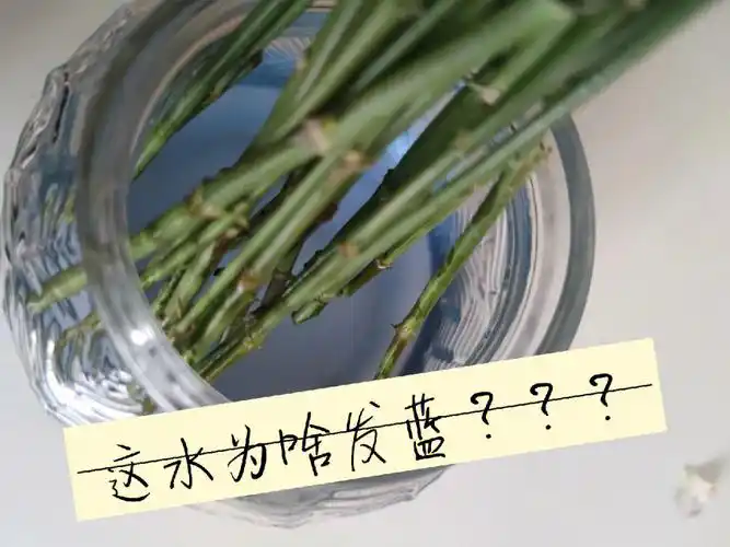 哪位大佬能解答插花的水为啥变蓝