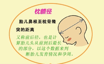 2,双顶径的正常值有一个范围,如足月的胎儿双顶径应该在8.