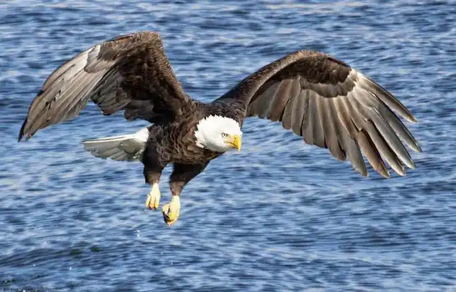 为何老鹰从来不吃喜鹊让人意想不到的答案喜鹊到底有多厉害