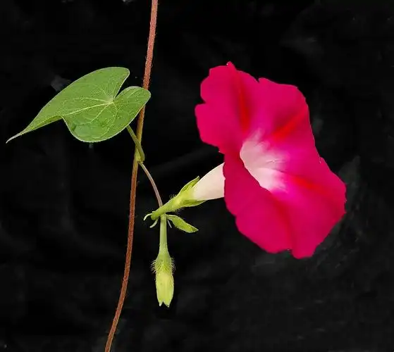 红紫大牵牛(喇叭花10)