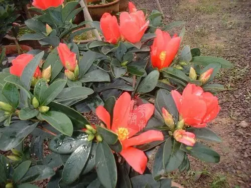 【四季杜鹃红山茶】珍稀植物 四季开茶花 太极花木苗场 种子鲜花