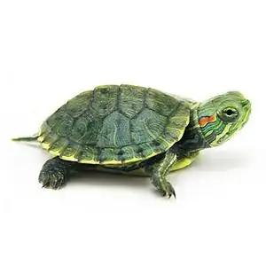 【小甲鱼宠物图片】小甲鱼宠物图片大全_好便宜网