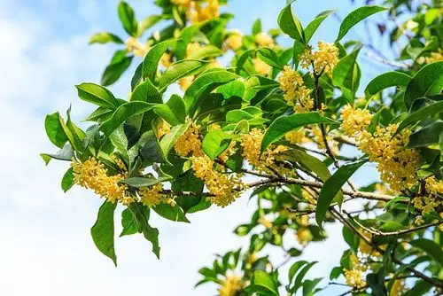 桂花怎么拍好看13张好看的桂花照片总结4个思路国庆拍桂花