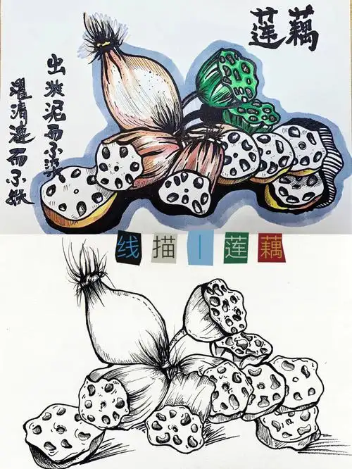 少儿美术线描莲藕附步骤图解