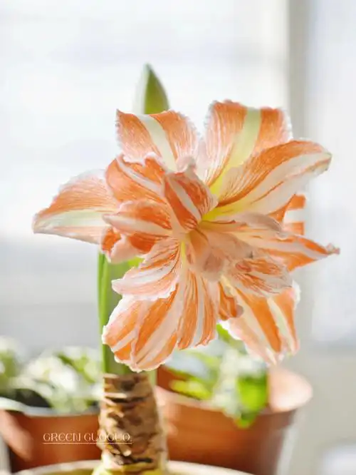 朱顶红开花美到心颤