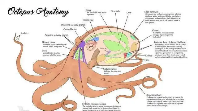 深海章鱼有哪些鲜为人知的特殊之处?最奇葩的是它们的繁殖方式