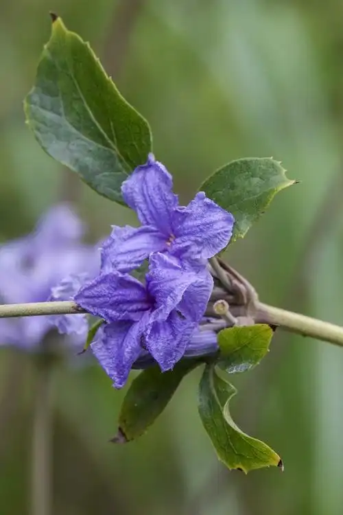 知足常乐【美摄视界】:大叶铁线莲【vv首发】 - vv