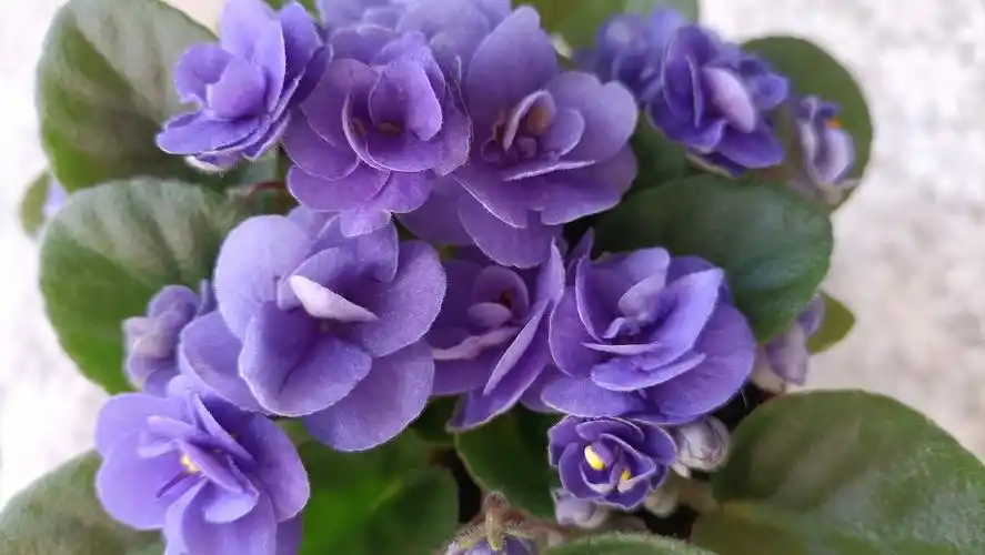 50包邮重瓣迷你型非洲紫罗兰蓝小玫瑰四季开花室内花卉