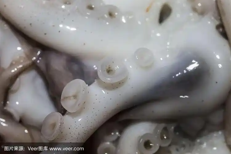 章鱼,吸盘,触须,水平画幅,2015年