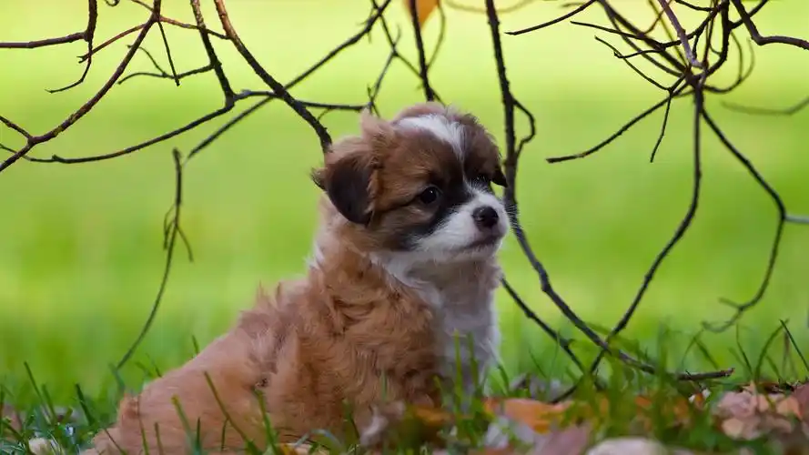 可爱的小狗,小狗,绿色背景 壁纸
