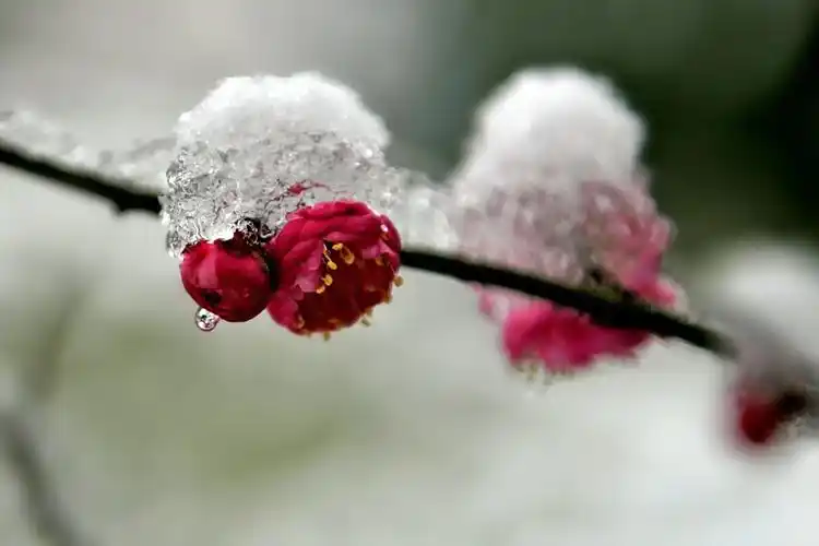 雪中梅花