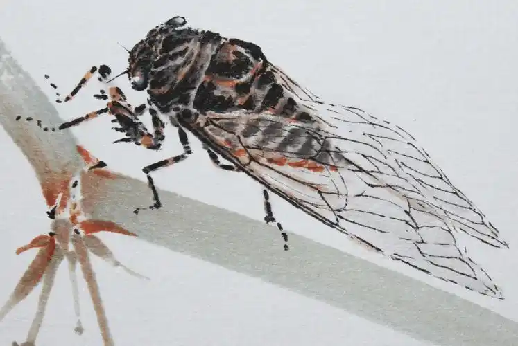 浙江画院研究员 王菂《知了》