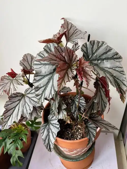 绿植小分队之秋海棠