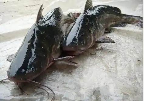 清江鱼品种介绍及图片大全