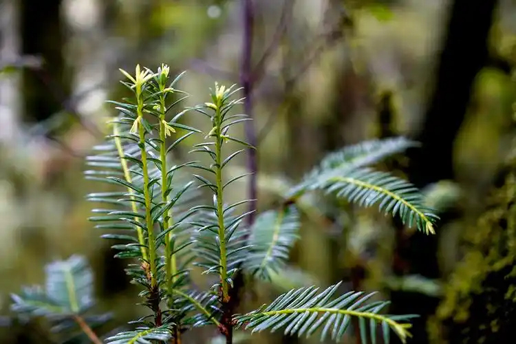 云南昌宁县发现一株树龄超500年的野生红豆杉