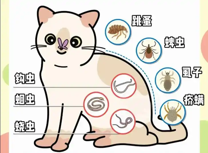 养猫必识寄生虫!