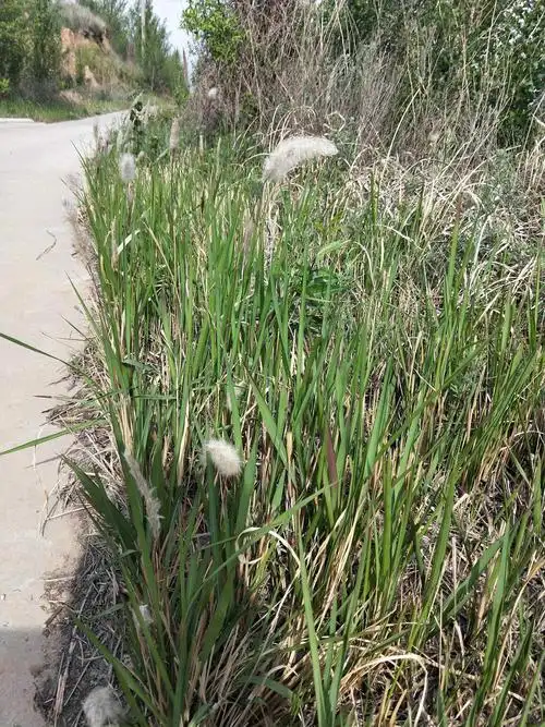 挖野生白茅根新鲜白茅根天然茅草根竹蔗芦根250克生在地下的一种茅根