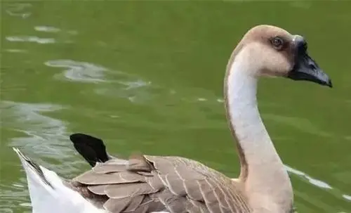 如果说在身体当中持续蔓延的话,那么造成的后果是大家可想而知的,无形